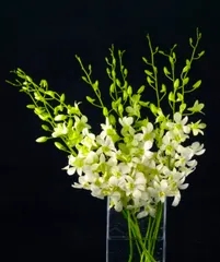 Kannada dhaare FM Radio Kannada dhaare FM Radio